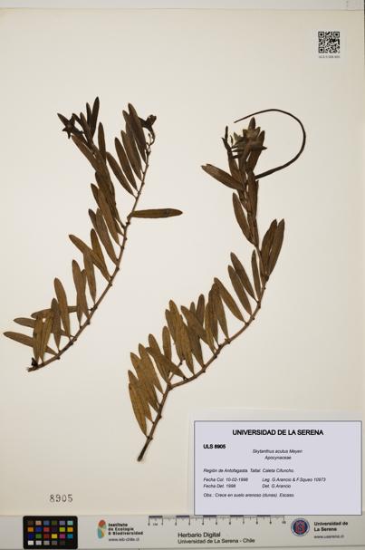 Skytanthus acutus [Espécimen: ULS:ULS:0008905]