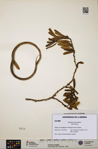 Skytanthus acutus [Espécimen: ULS:ULS:0008906]