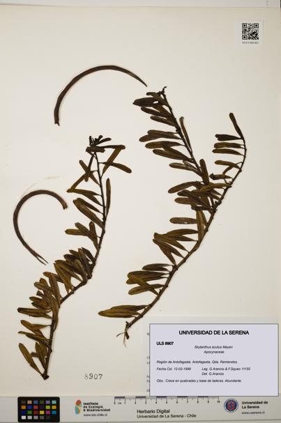 Skytanthus acutus [Espécimen: ULS:ULS:0008907]