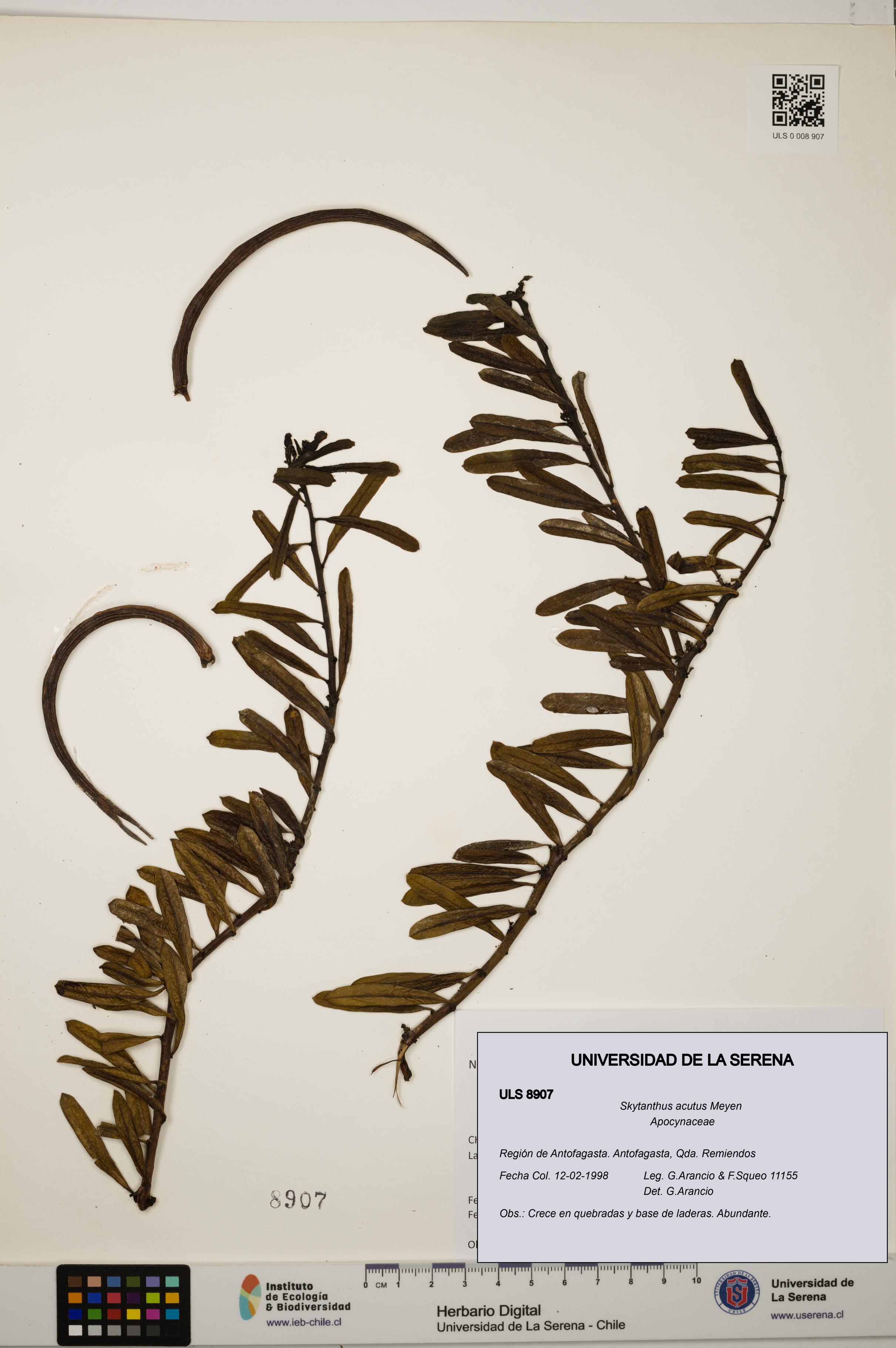 Skytanthus acutus [Espécimen: ULS:ULS:0008907]