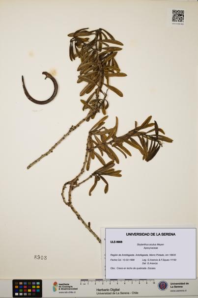 Skytanthus acutus [Espécimen: ULS:ULS:0008908]