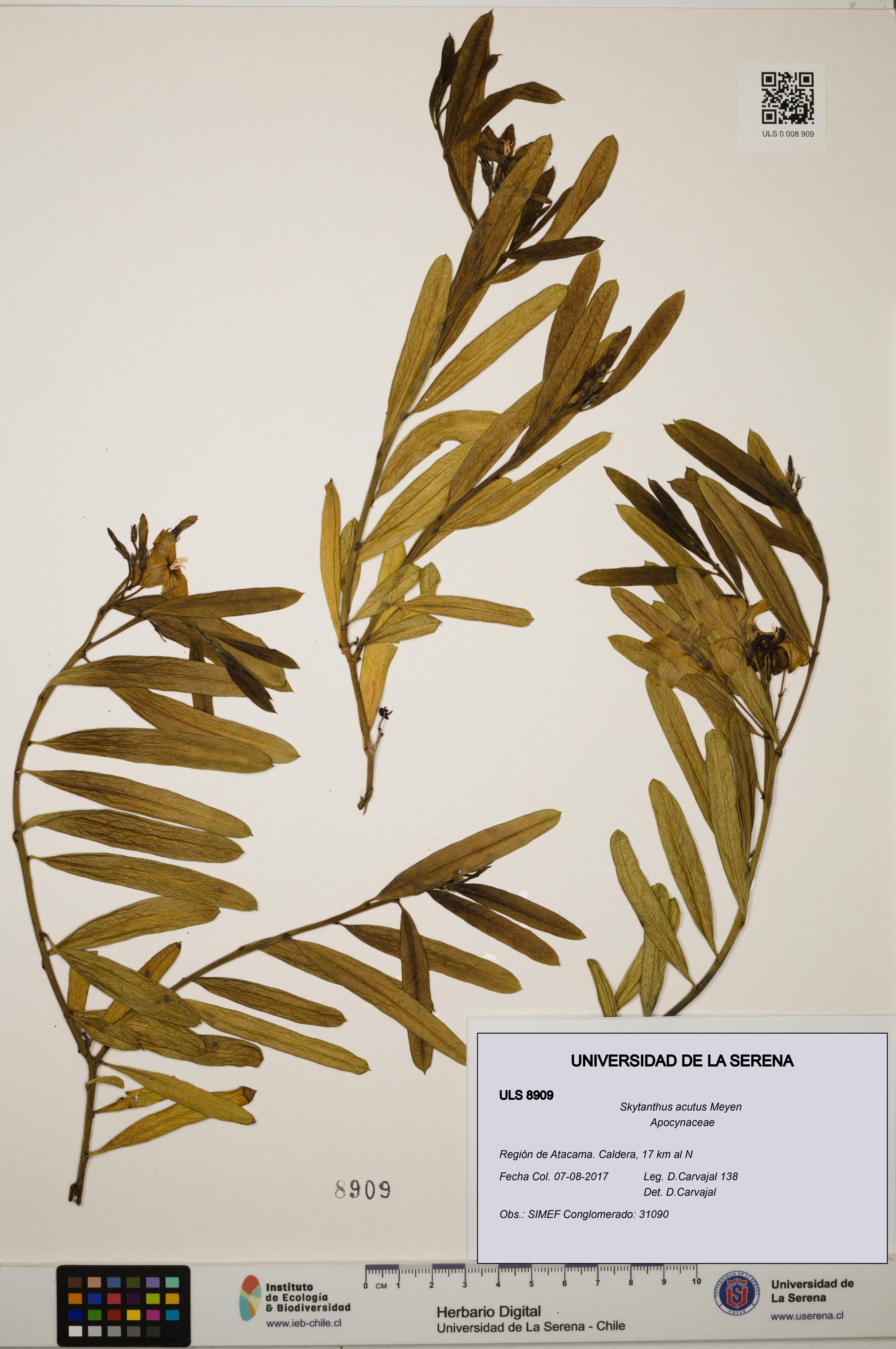 Skytanthus acutus [Espécimen: ULS:ULS:0008909]