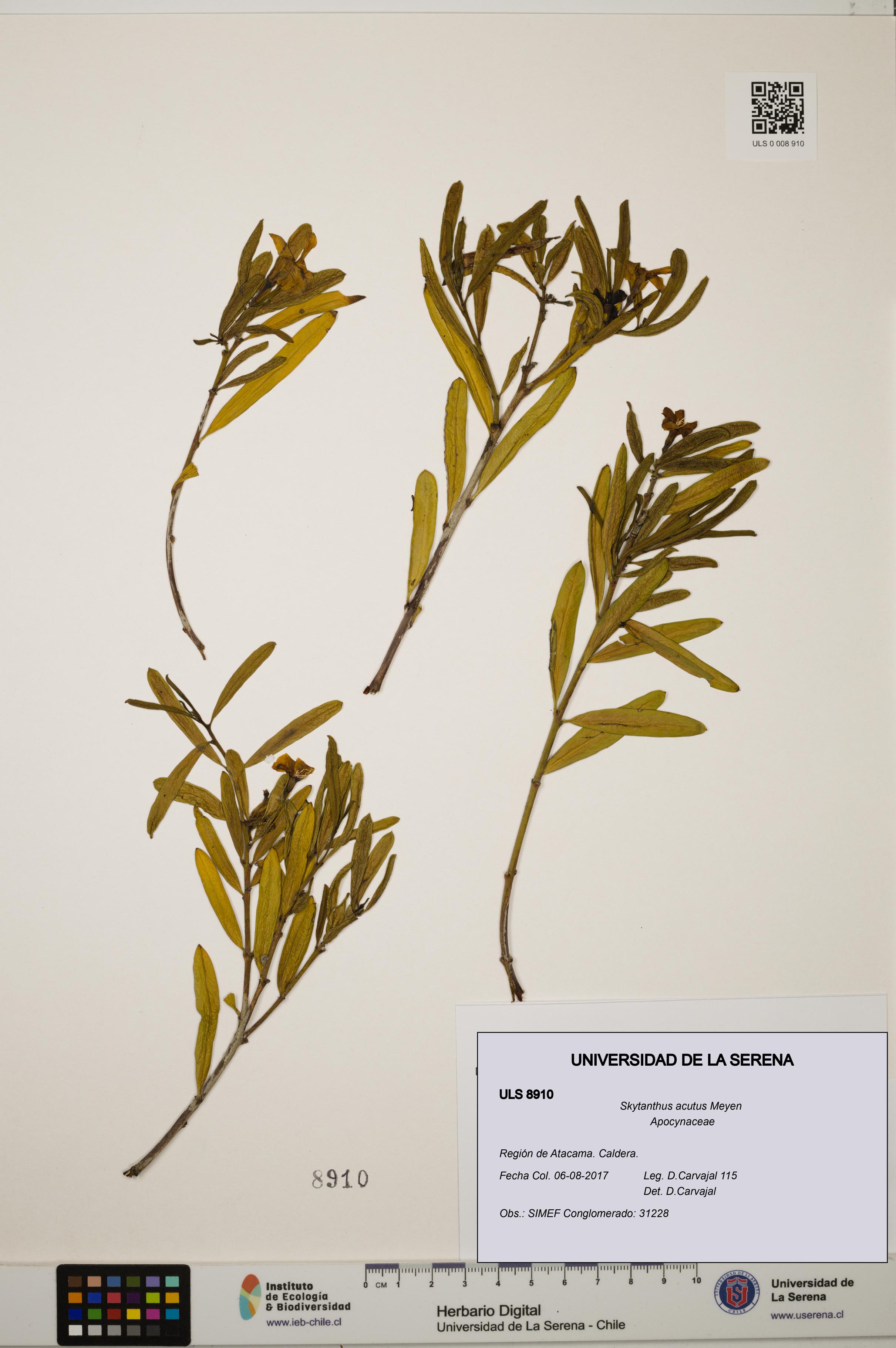 Skytanthus acutus [Espécimen: ULS:ULS:0008910]