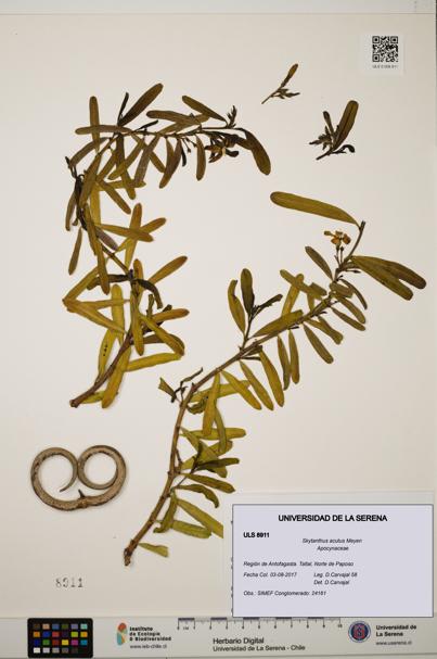 Skytanthus acutus [Espécimen: ULS:ULS:0008911]