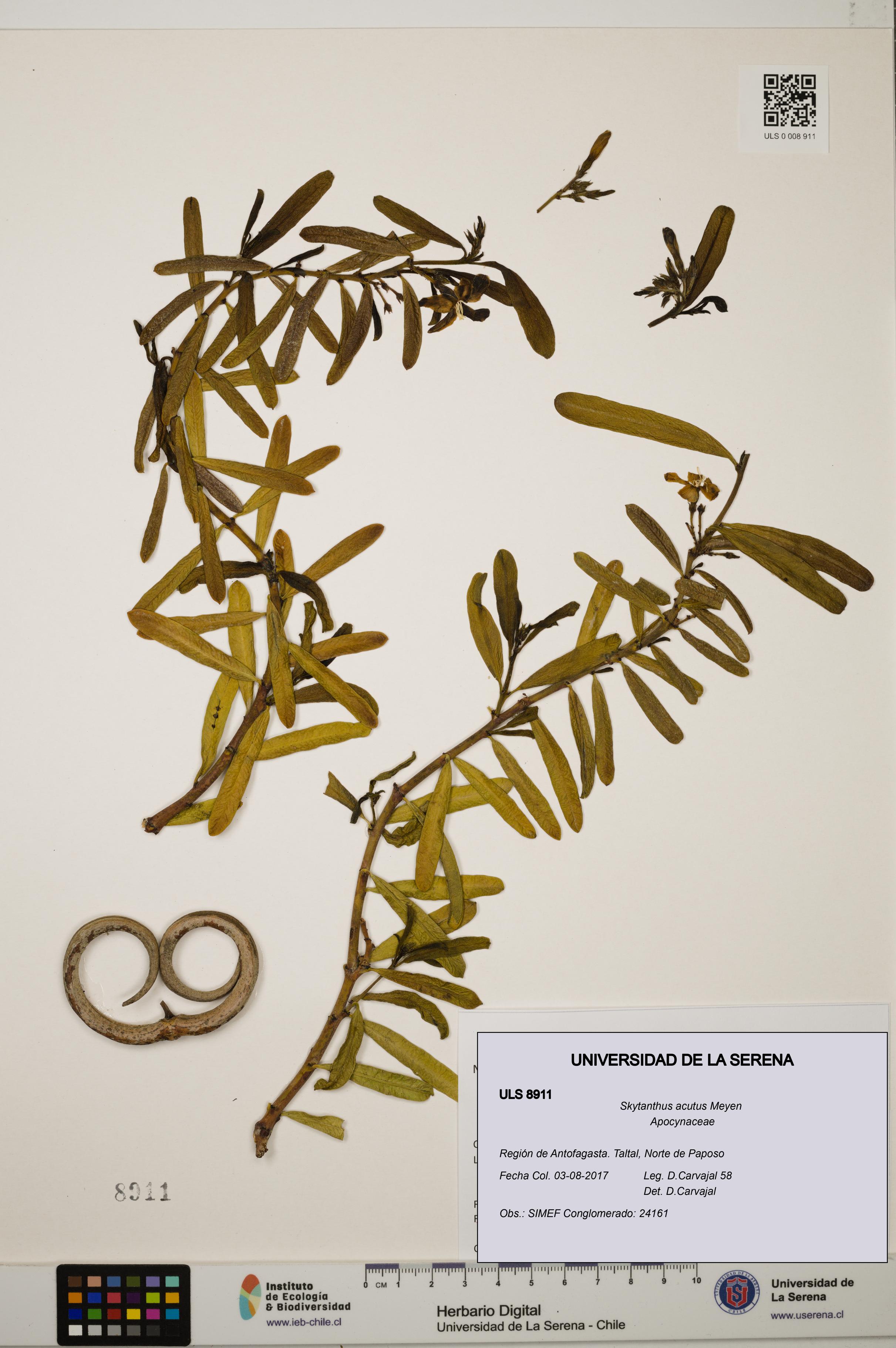 Skytanthus acutus [Espécimen: ULS:ULS:0008911]