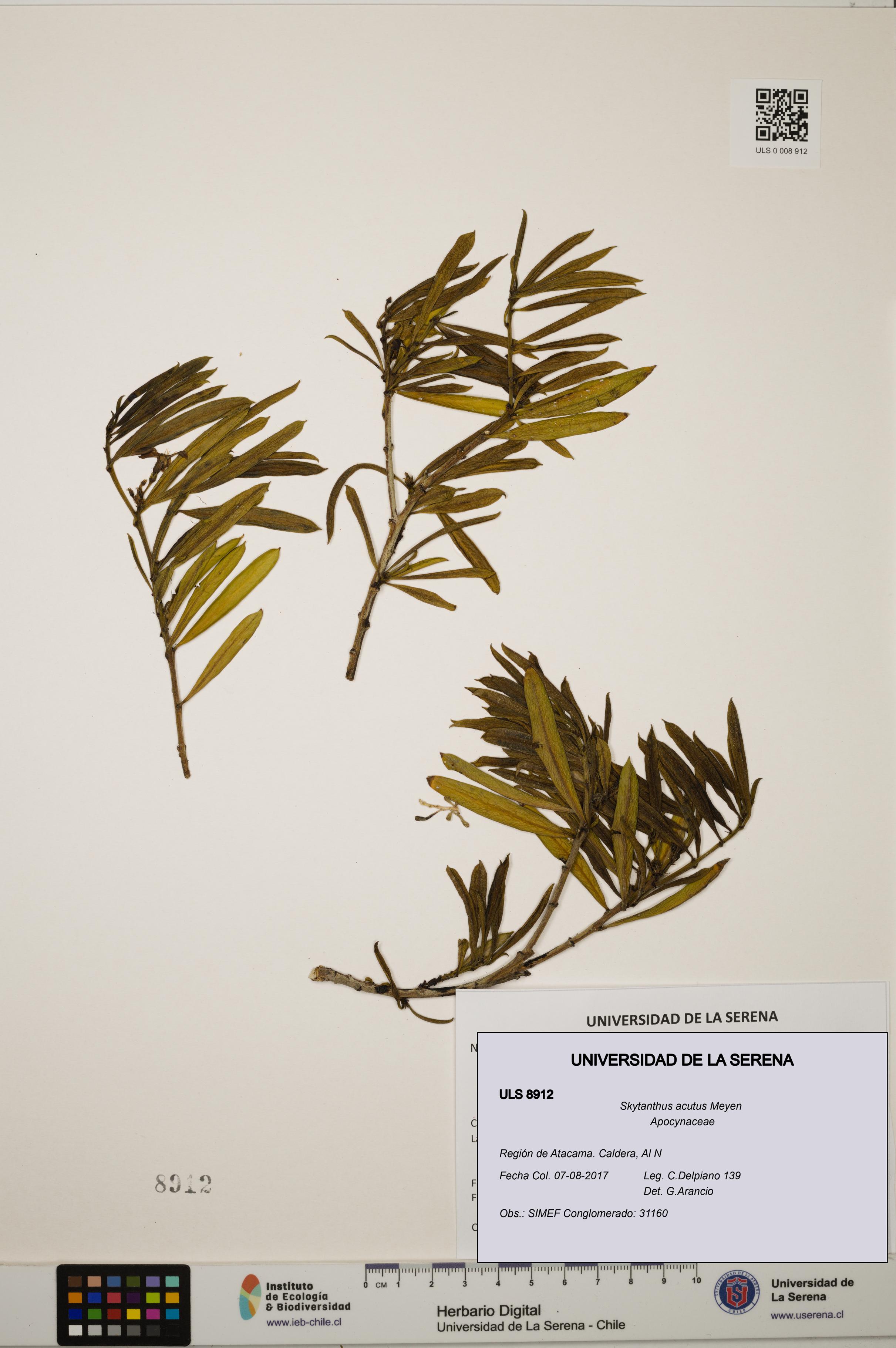 Skytanthus acutus [Espécimen: ULS:ULS:0008912]