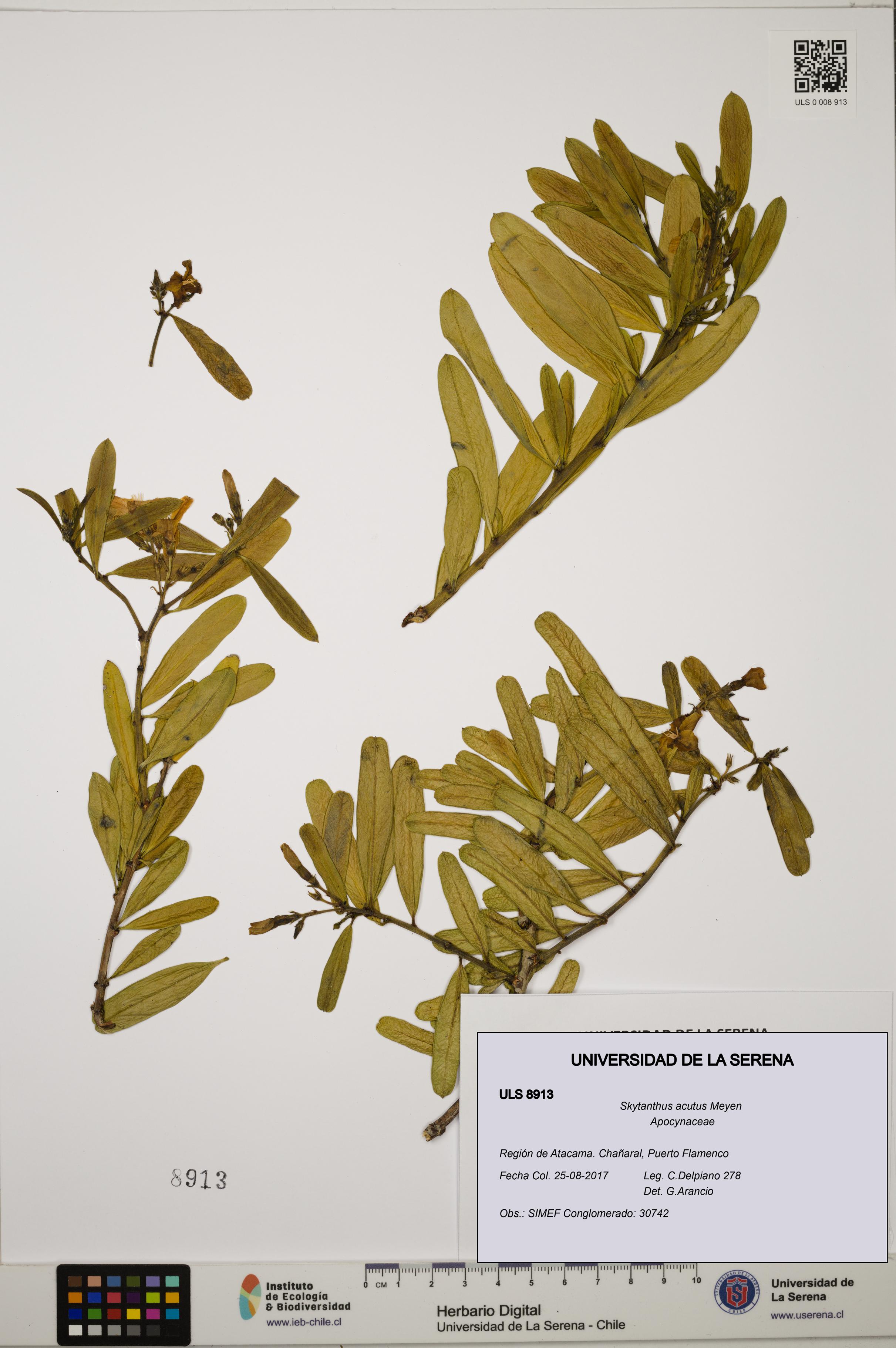 Skytanthus acutus [Espécimen: ULS:ULS:0008913]