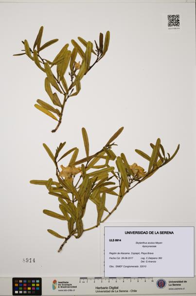 Skytanthus acutus [Espécimen: ULS:ULS:0008914]