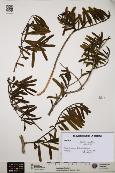 Skytanthus acutus [Espécimen: ULS:ULS:0008915]