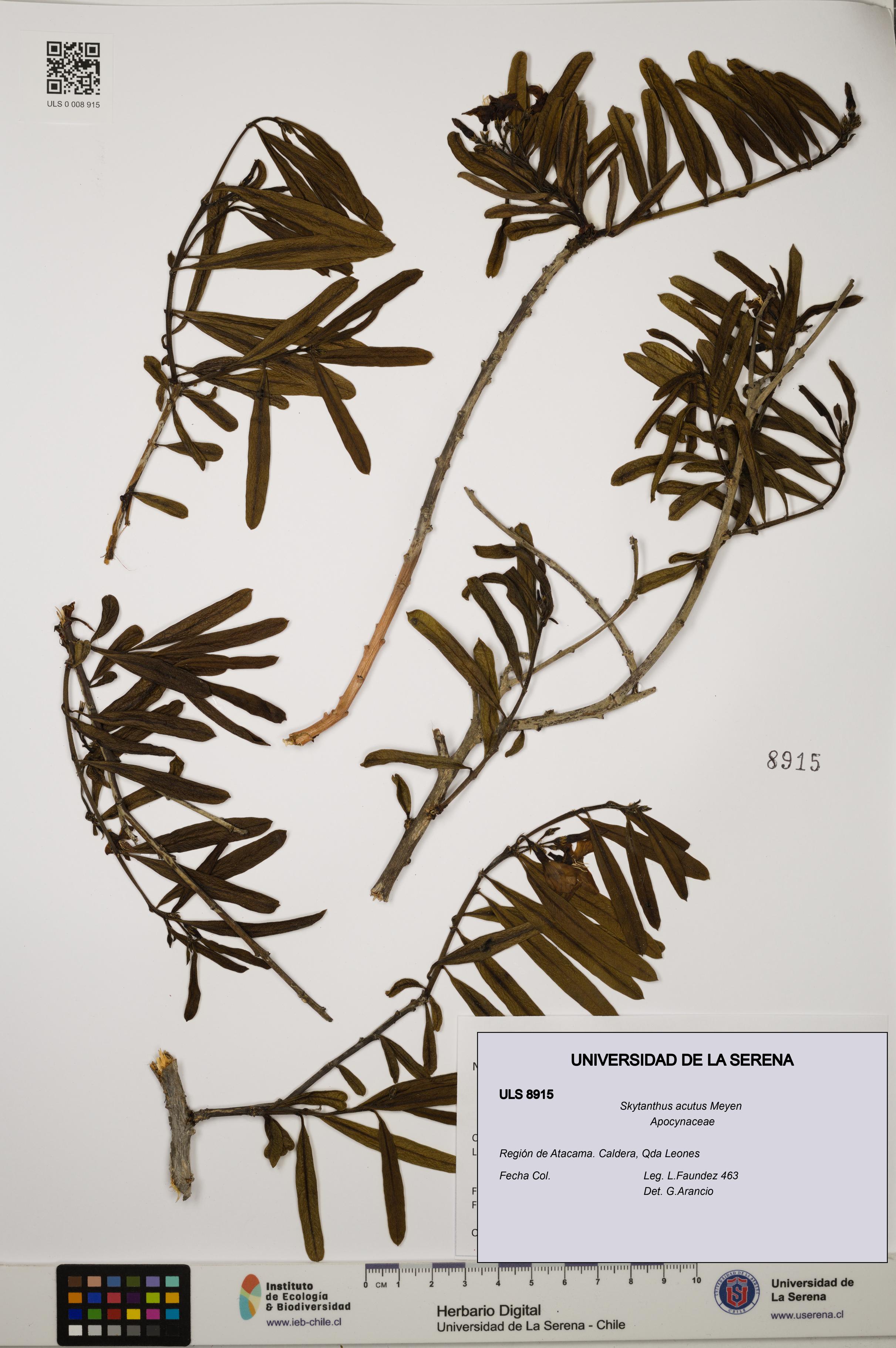 Skytanthus acutus [Espécimen: ULS:ULS:0008915]