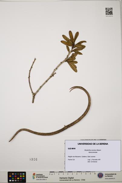 Skytanthus acutus [Espécimen: ULS:ULS:0008916]