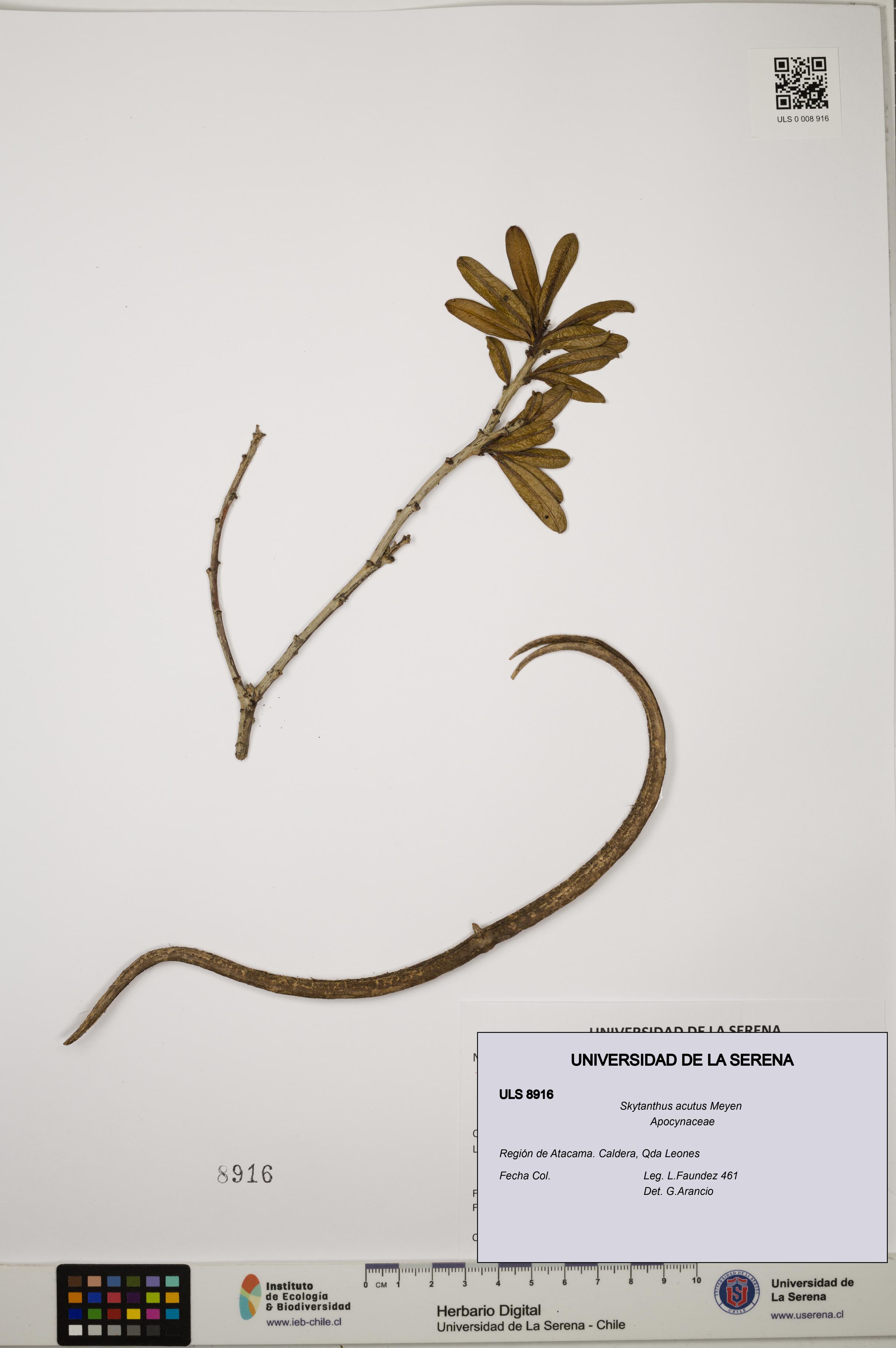 Skytanthus acutus [Espécimen: ULS:ULS:0008916]