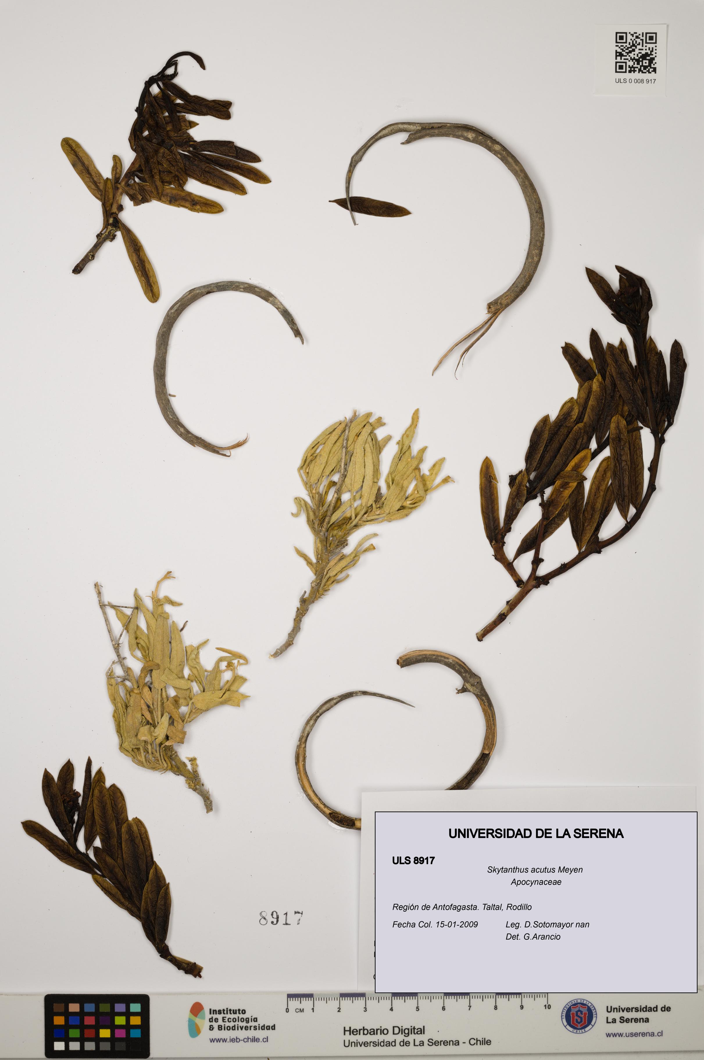 Skytanthus acutus [Espécimen: ULS:ULS:0008917]