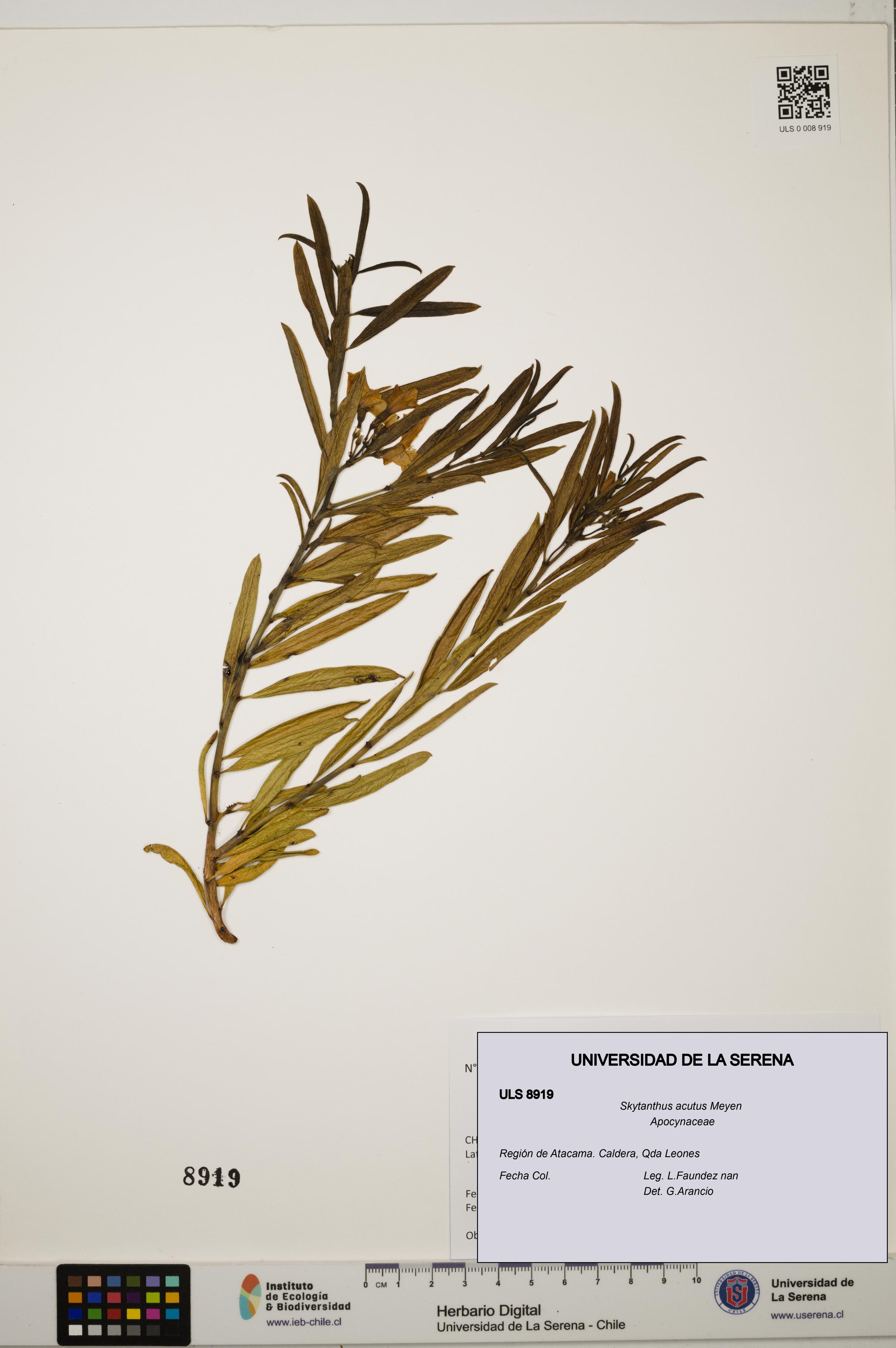 Skytanthus acutus [Espécimen: ULS:ULS:0008919]