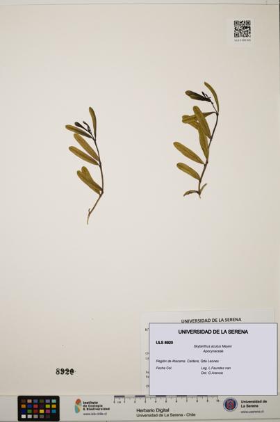 Skytanthus acutus [Espécimen: ULS:ULS:0008920]