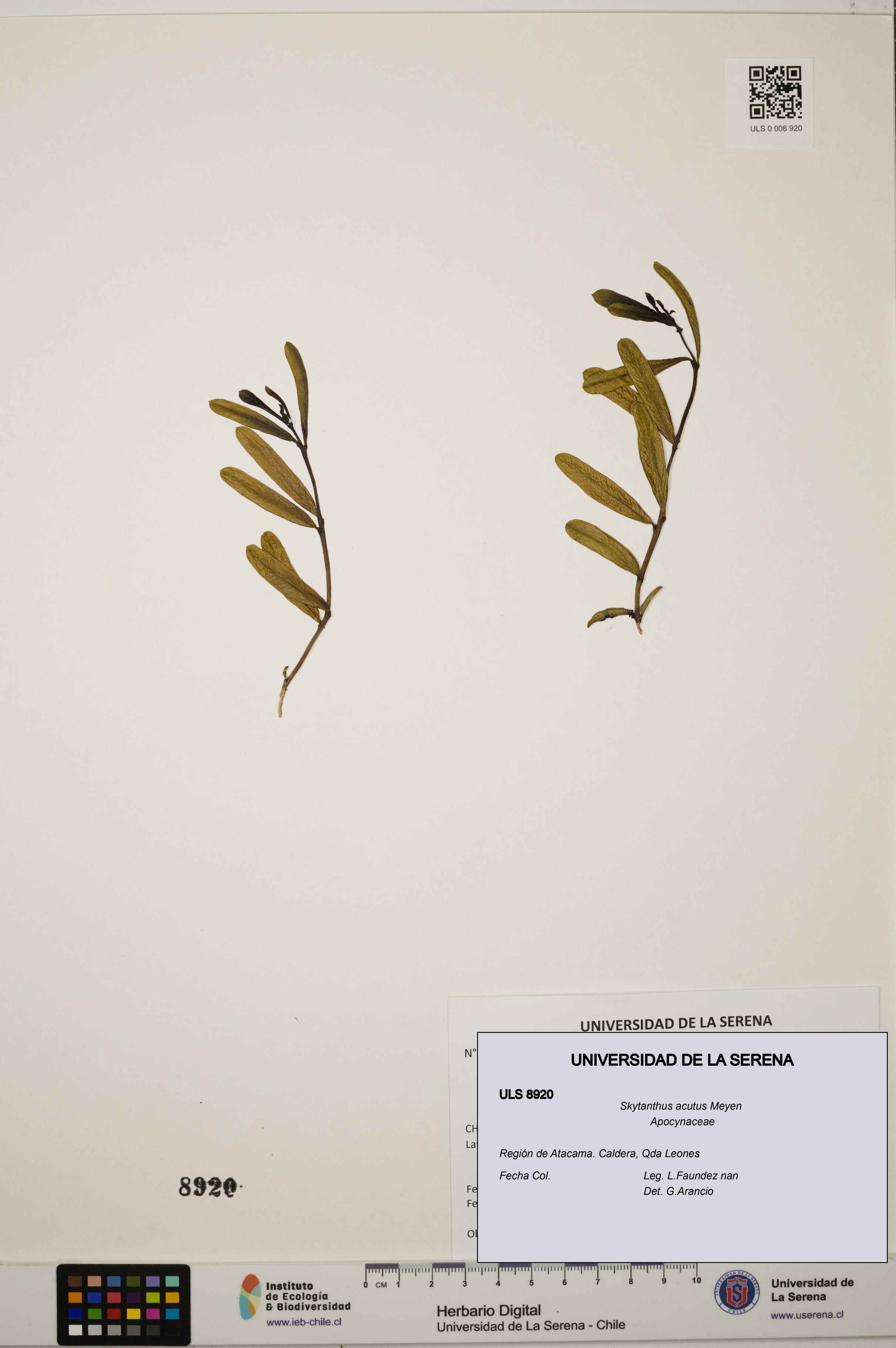 Skytanthus acutus [Espécimen: ULS:ULS:0008920]