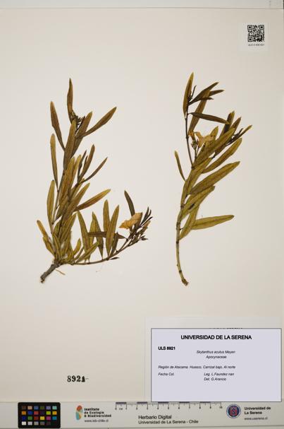 Skytanthus acutus [Espécimen: ULS:ULS:0008921]