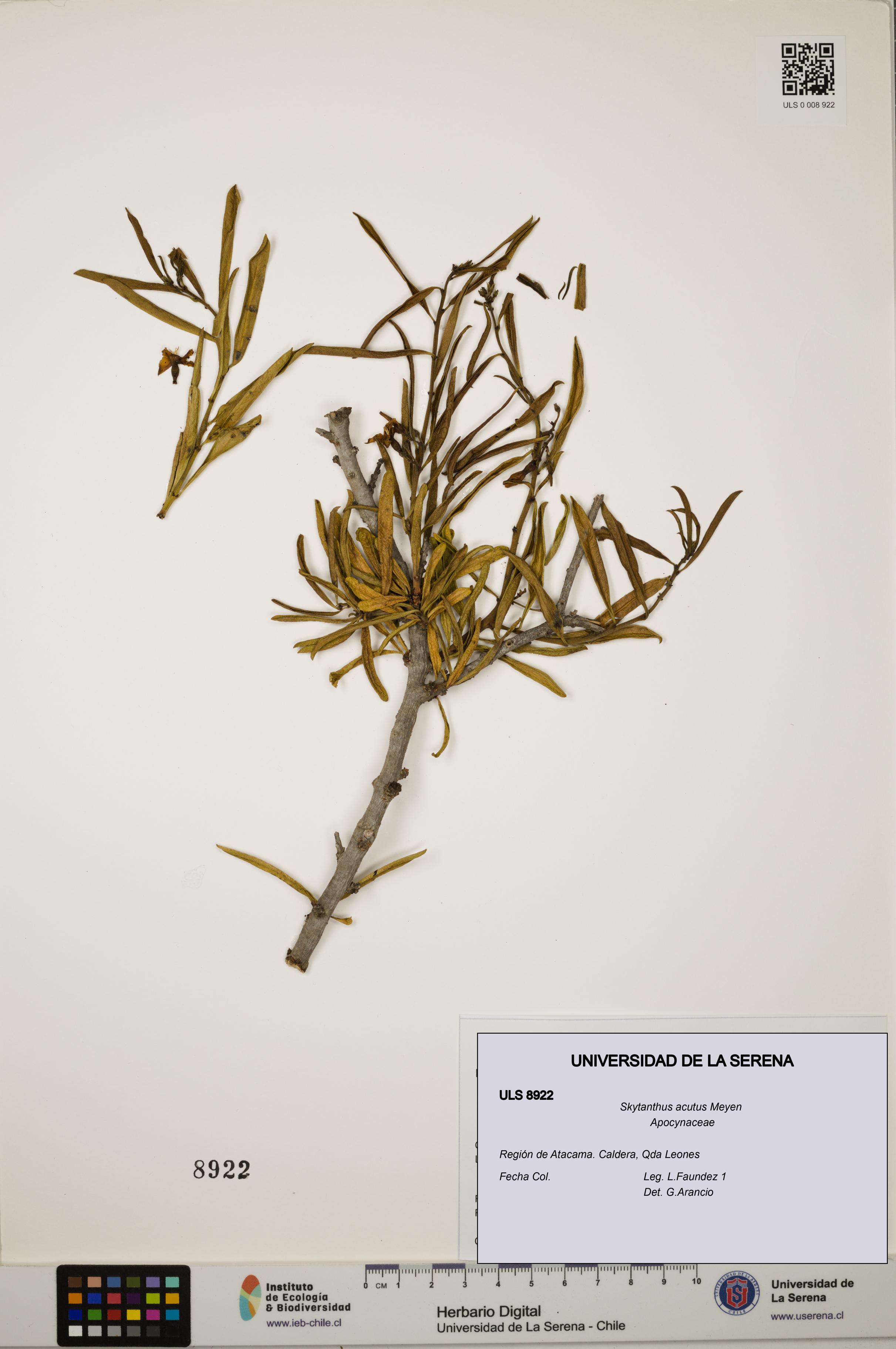 Skytanthus acutus [Espécimen: ULS:ULS:0008922]