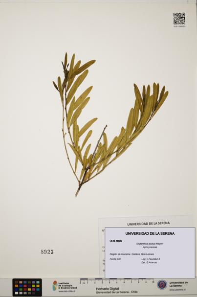 Skytanthus acutus [Espécimen: ULS:ULS:0008923]