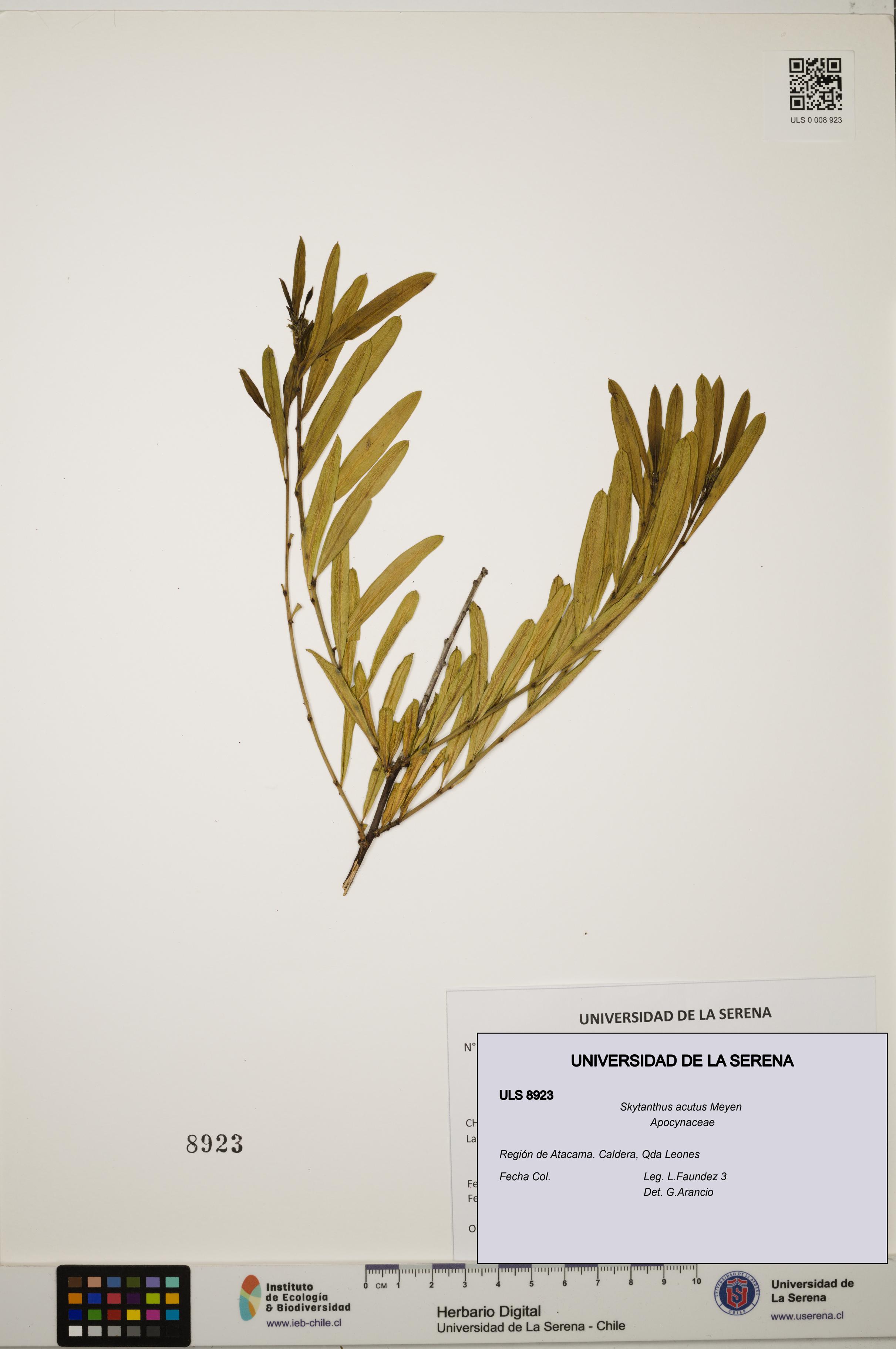 Skytanthus acutus [Espécimen: ULS:ULS:0008923]