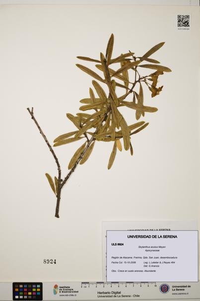 Skytanthus acutus [Espécimen: ULS:ULS:0008924]