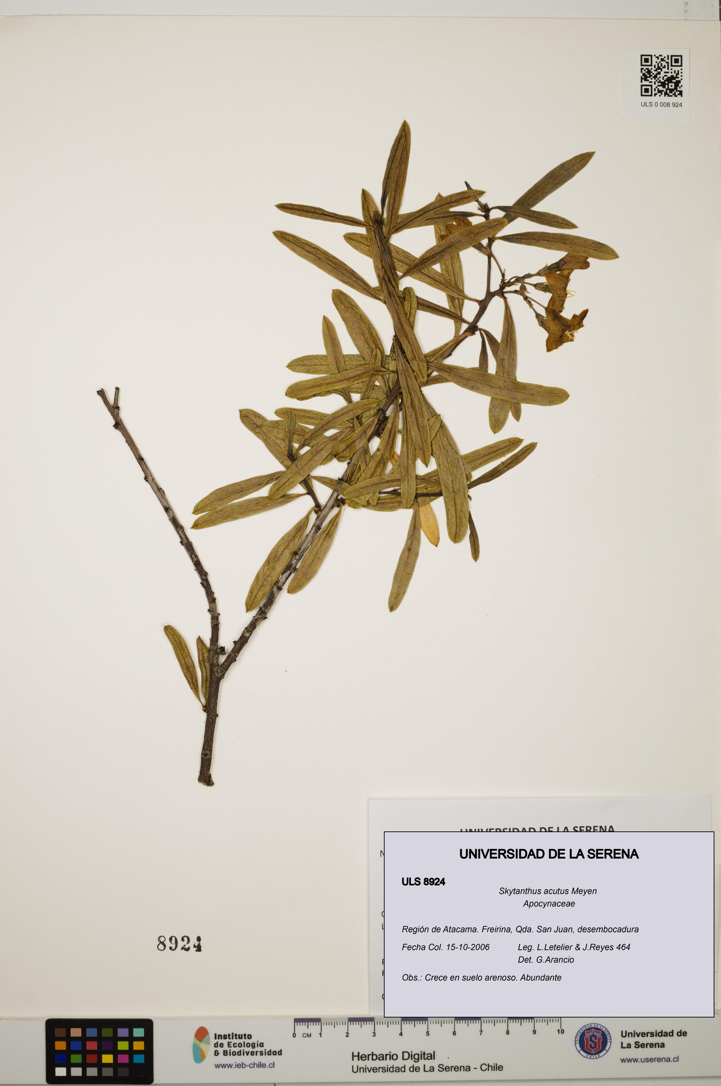 Skytanthus acutus [Espécimen: ULS:ULS:0008924]