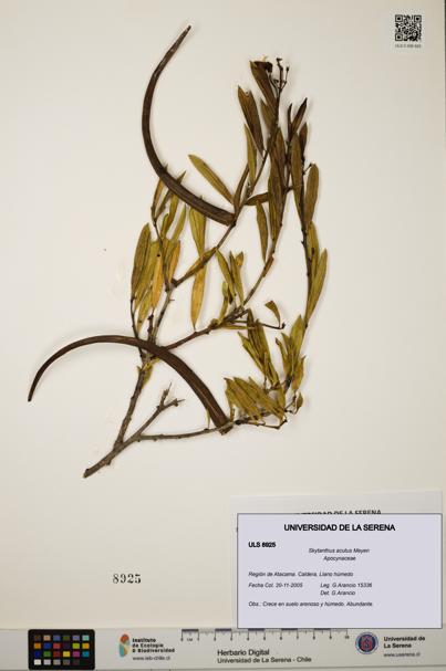 Skytanthus acutus [Espécimen: ULS:ULS:0008925]