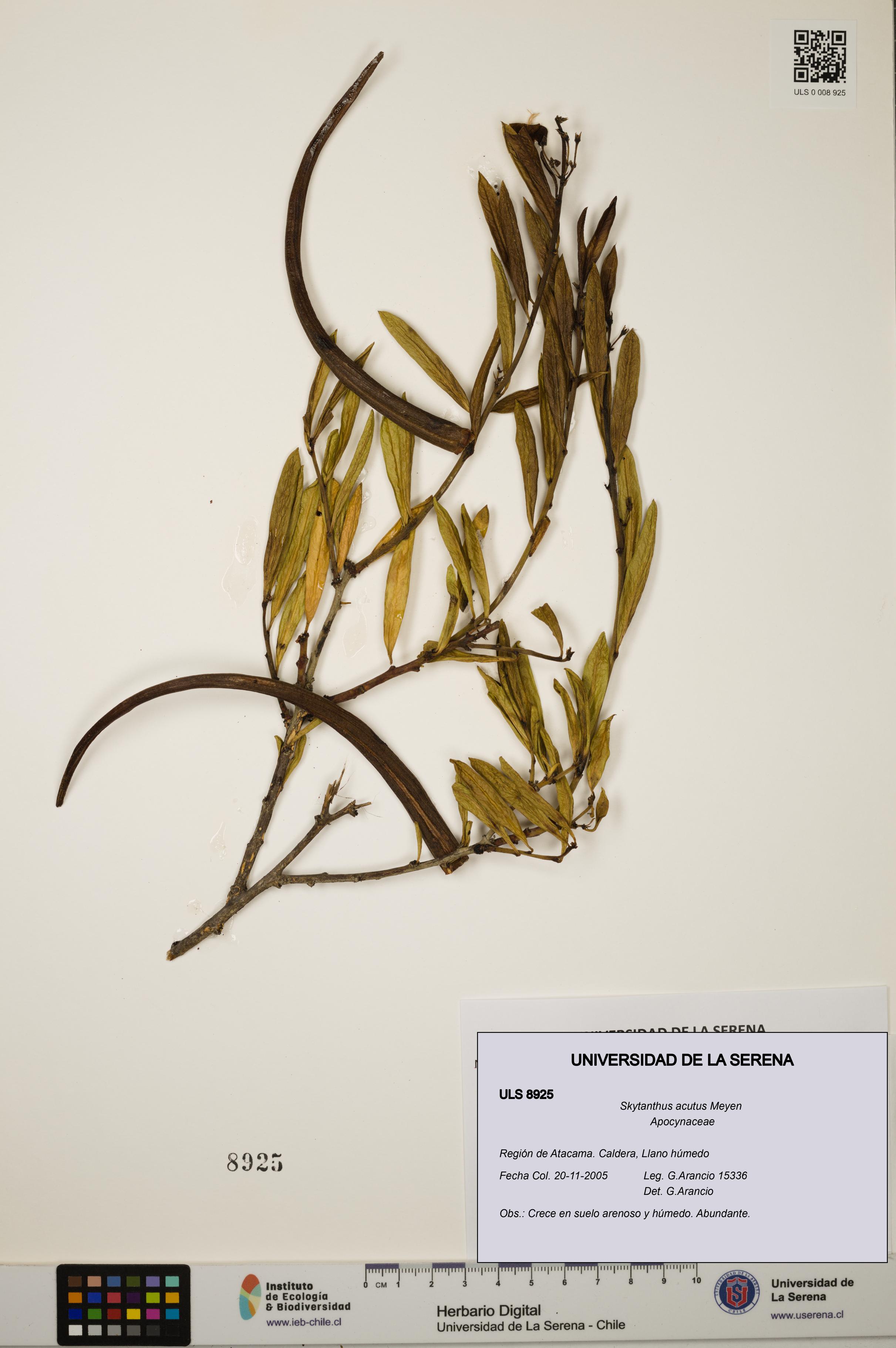 Skytanthus acutus [Espécimen: ULS:ULS:0008925]