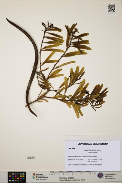 Skytanthus acutus [Espécimen: ULS:ULS:0008926]