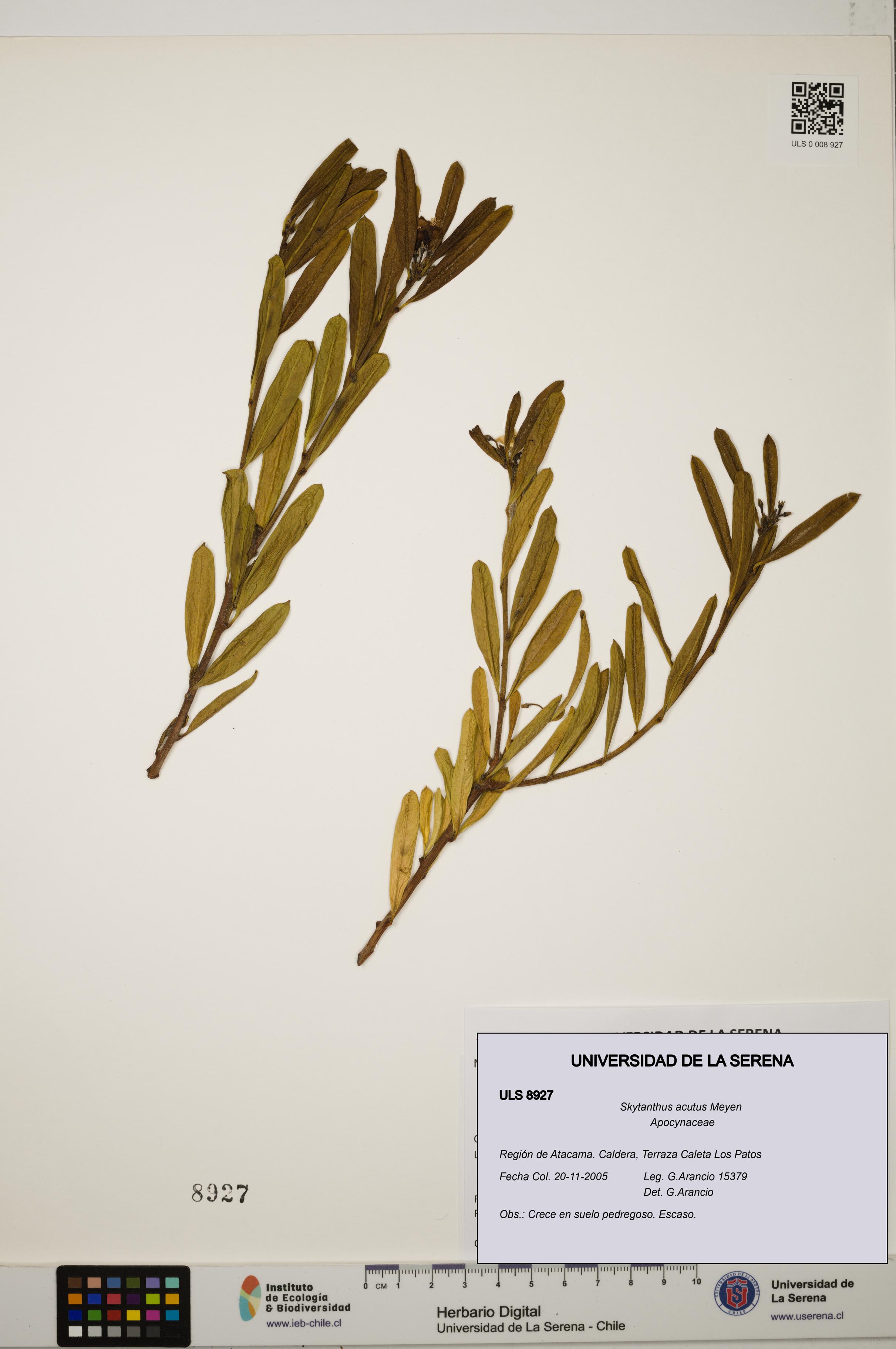 Skytanthus acutus [Espécimen: ULS:ULS:0008927]