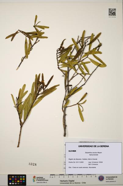 Skytanthus acutus [Espécimen: ULS:ULS:0008928]