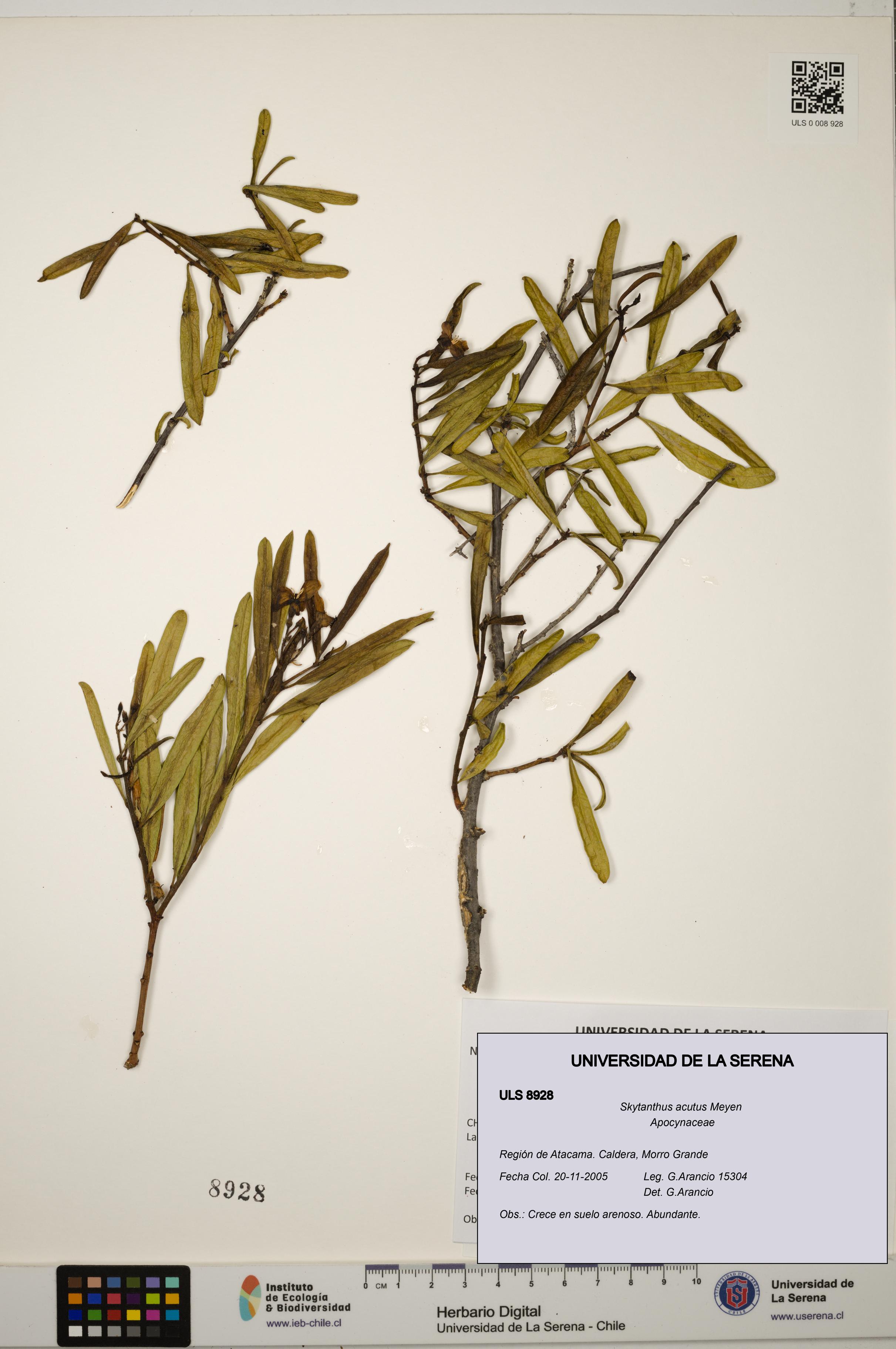 Skytanthus acutus [Espécimen: ULS:ULS:0008928]