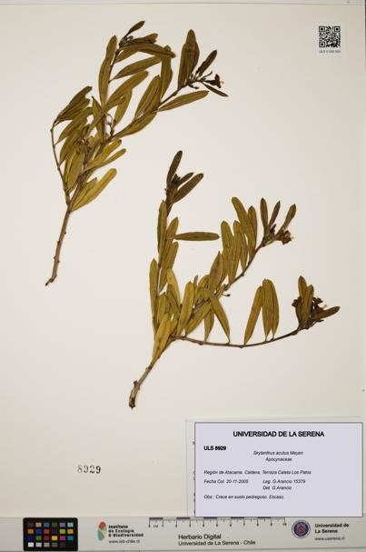 Skytanthus acutus [Espécimen: ULS:ULS:0008929]