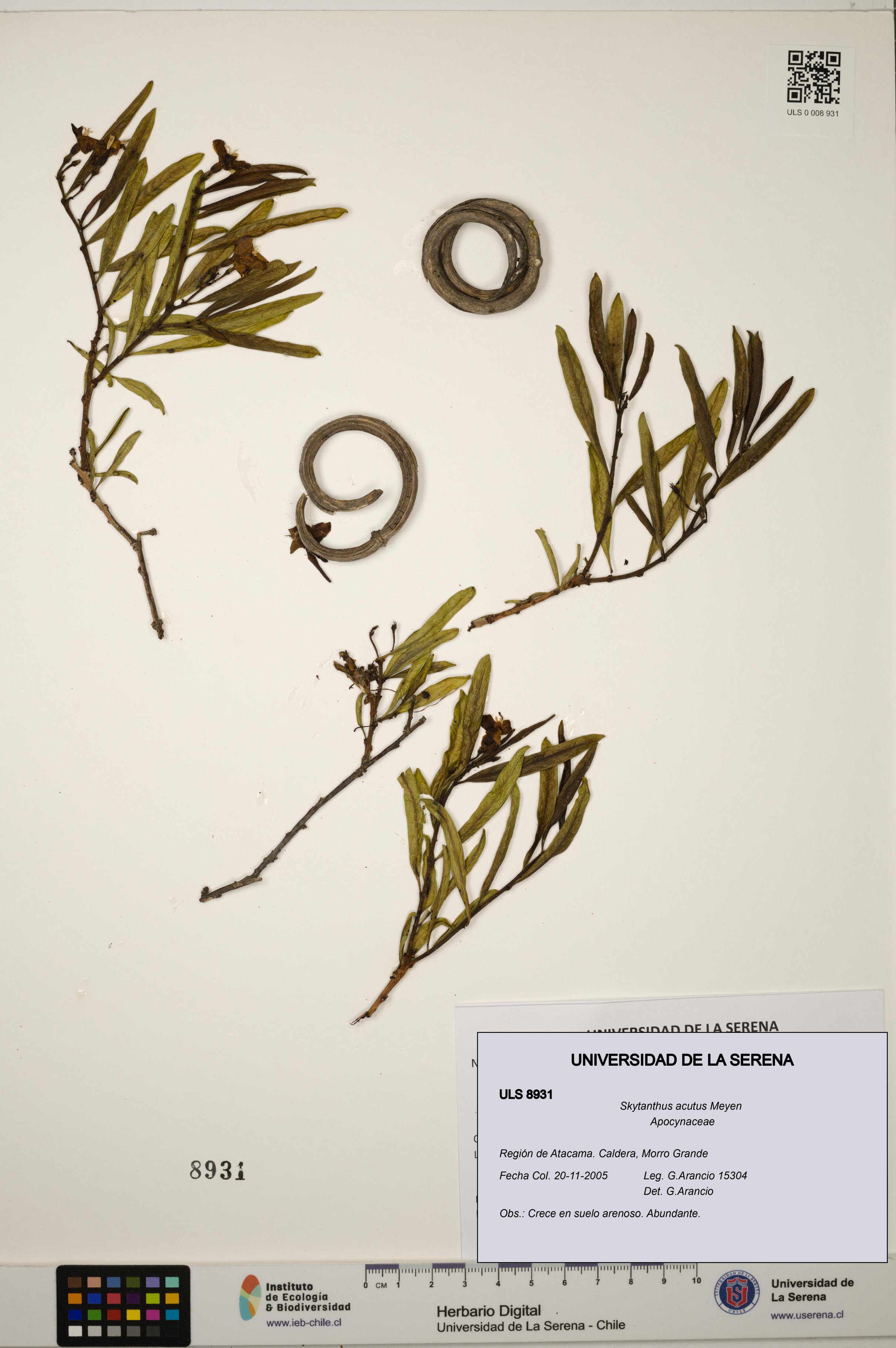 Skytanthus acutus [Espécimen: ULS:ULS:0008931]