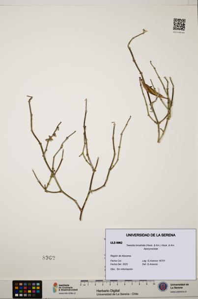 Tweedia birostrata [Espécimen: ULS:ULS:0008962]