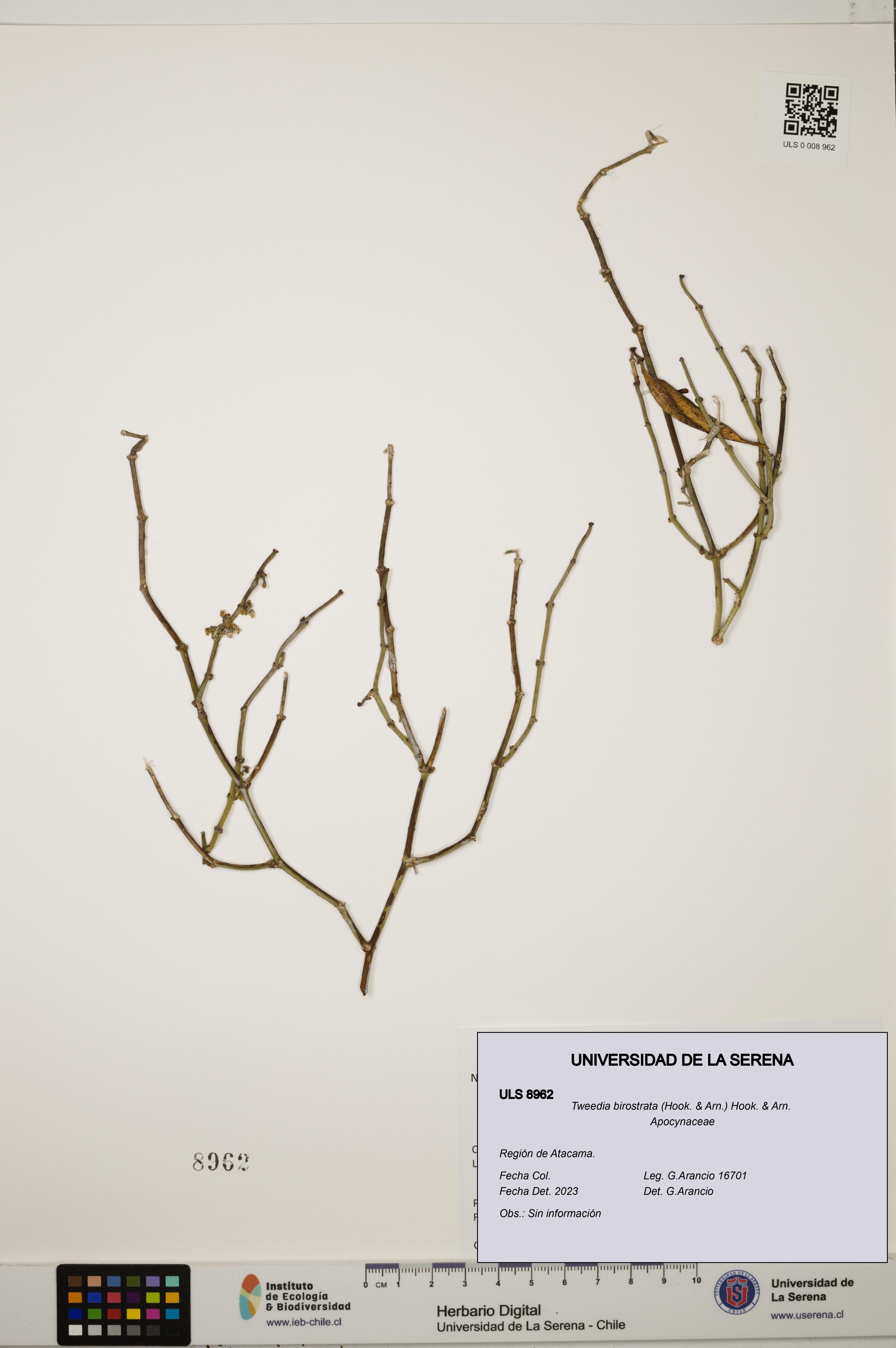 Tweedia birostrata [Espécimen: ULS:ULS:0008962]