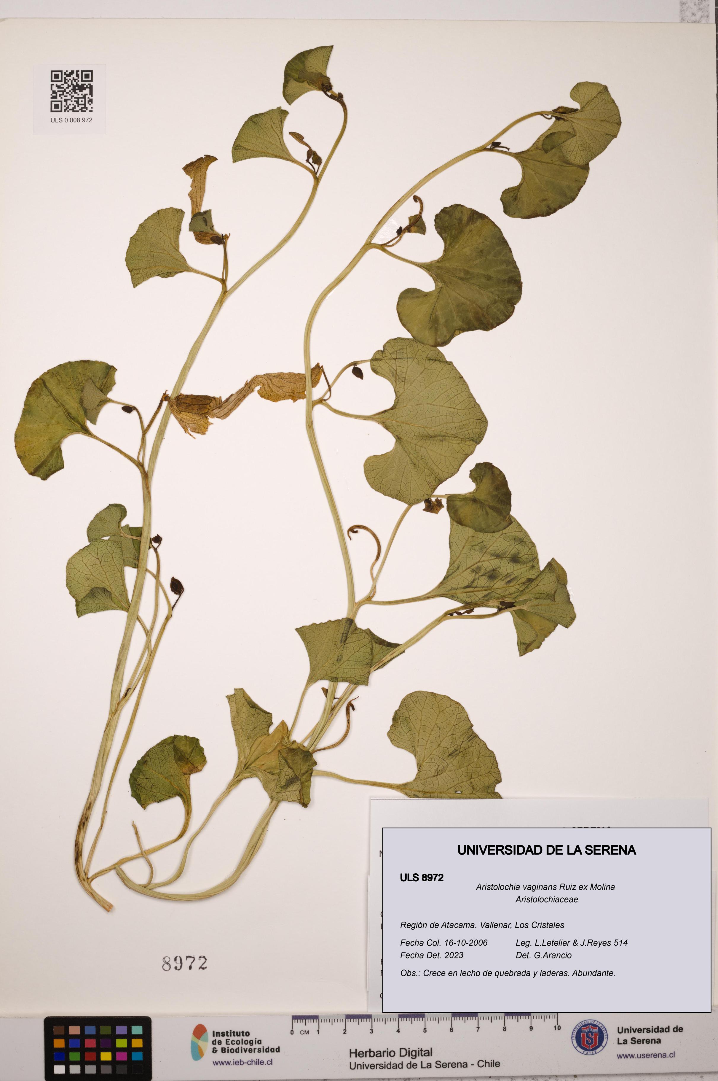 Aristolochia vaginans [Espécimen: ]