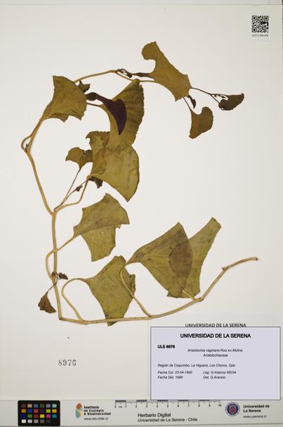 Aristolochia vaginans [Espécimen: ]