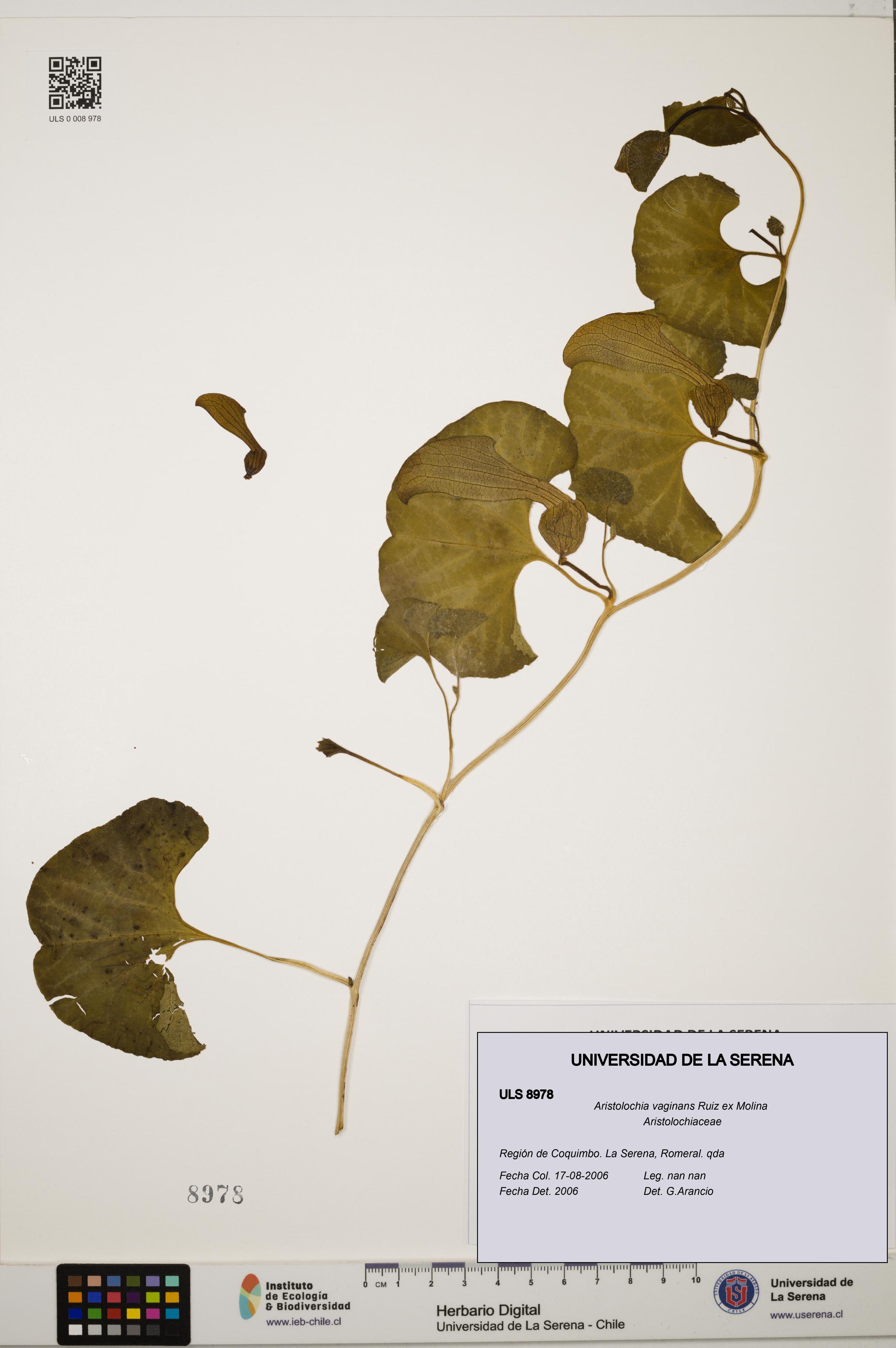 Aristolochia vaginans [Espécimen: ]