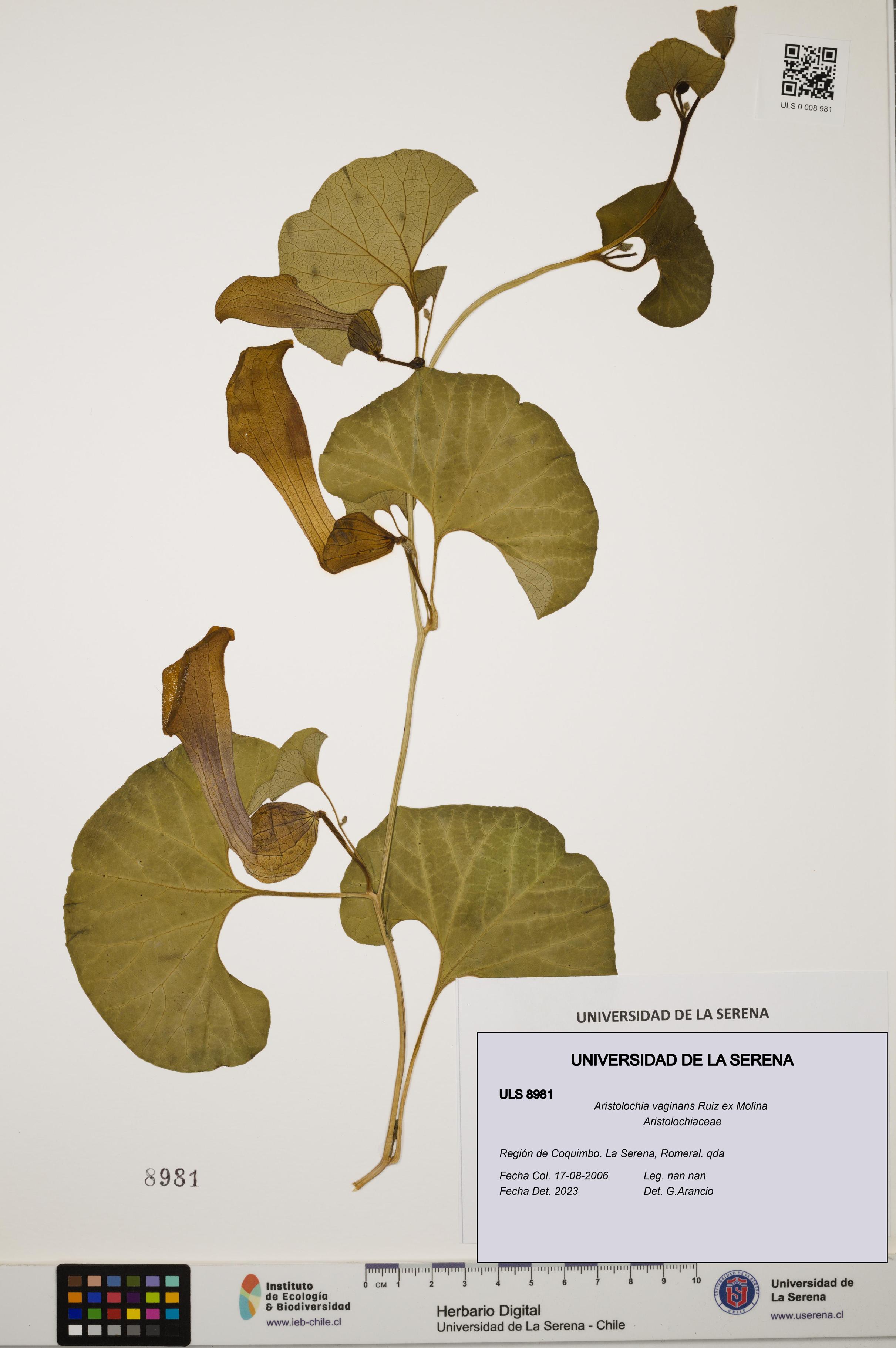Aristolochia vaginans [Espécimen: ]
