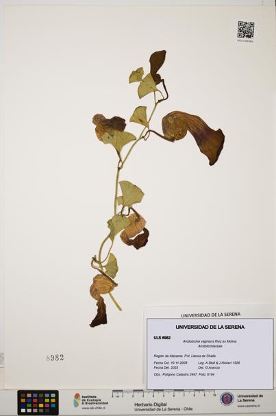 Aristolochia vaginans [Espécimen: ]