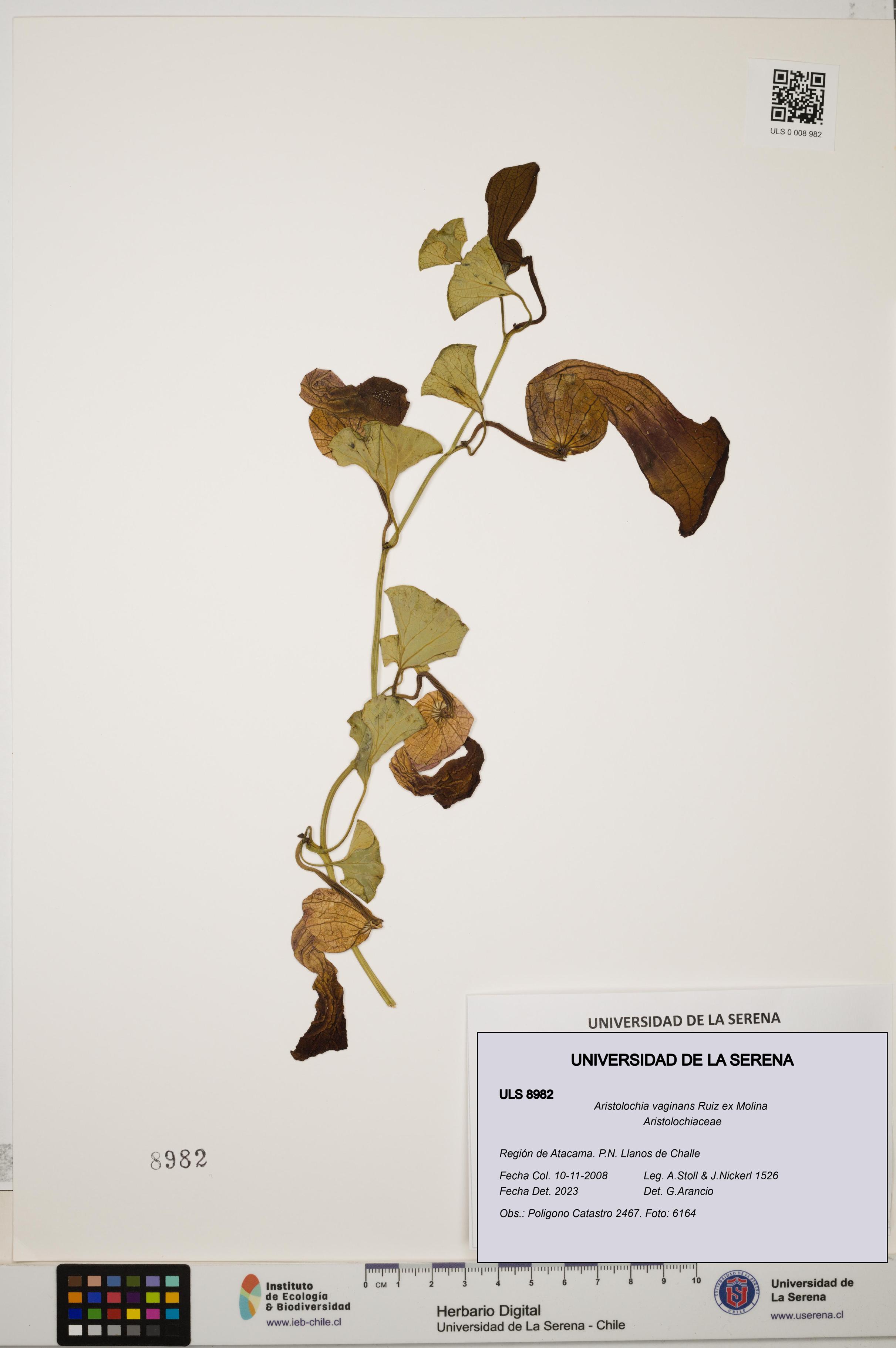 Aristolochia vaginans [Espécimen: ]