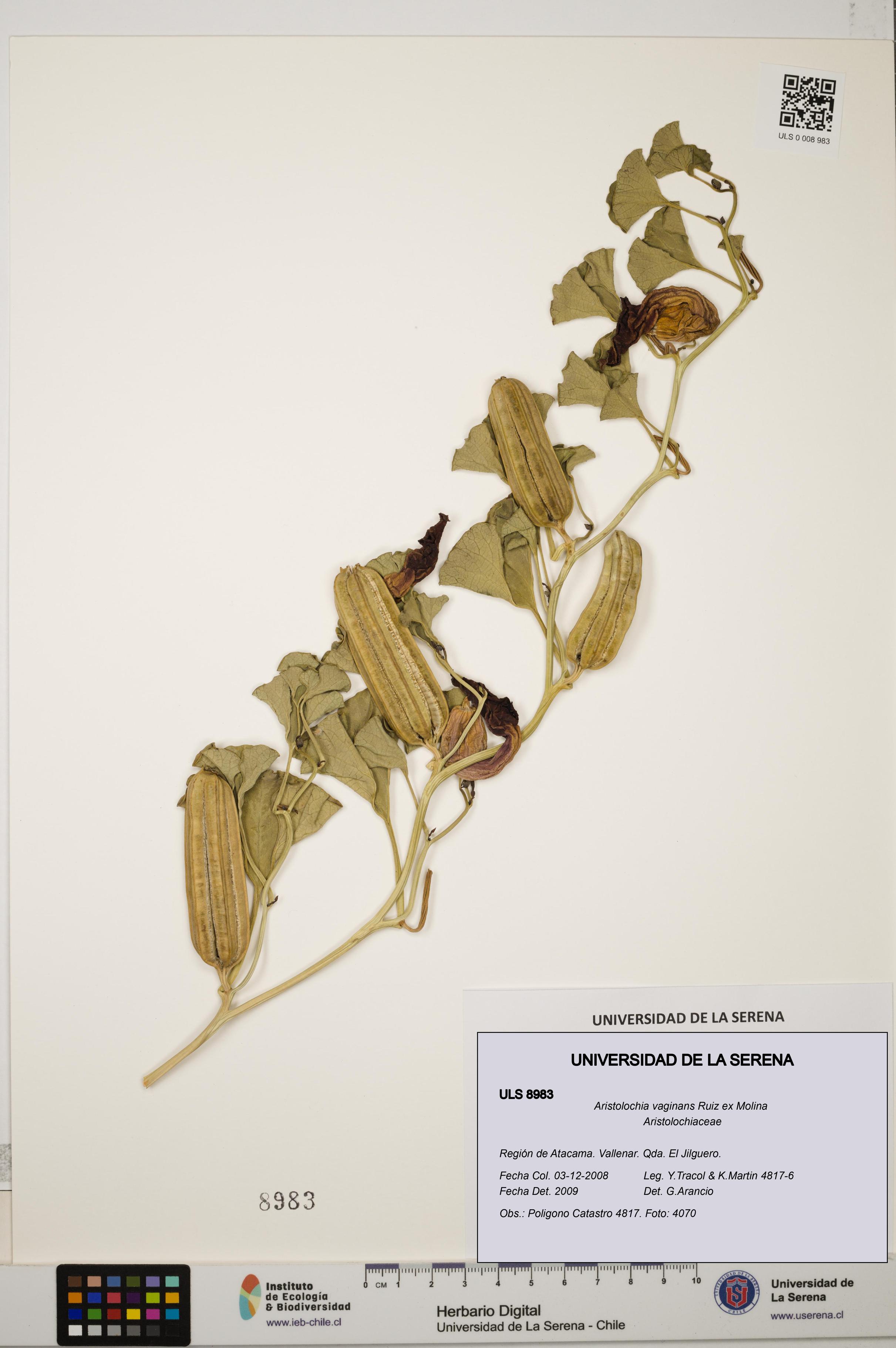 Aristolochia vaginans [Espécimen: ]