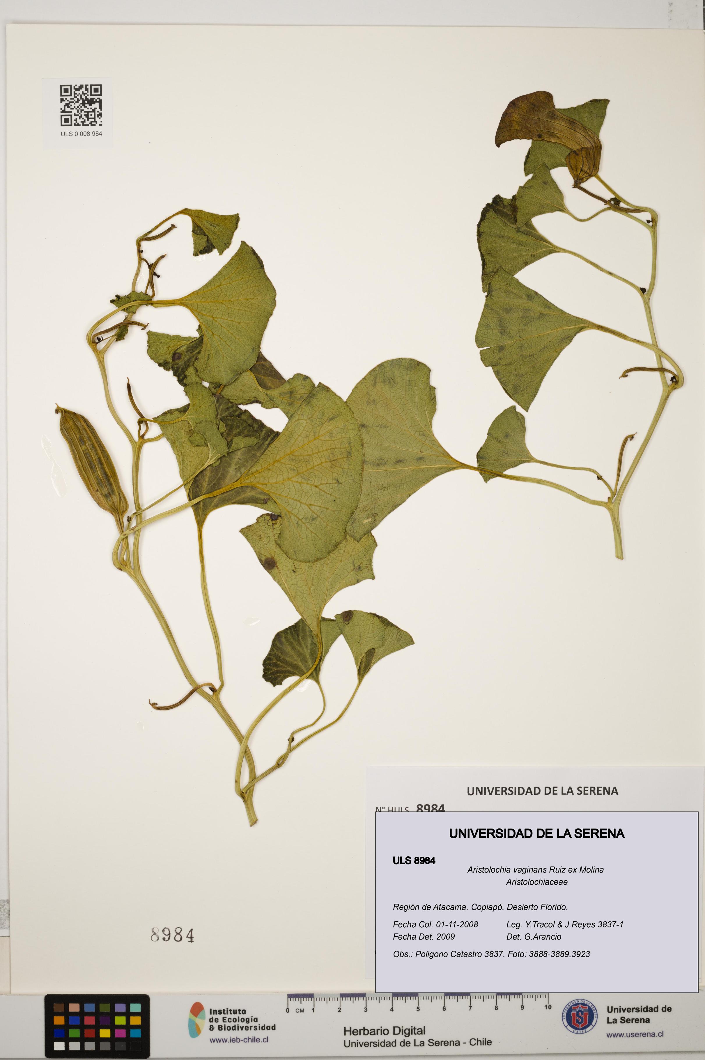 Aristolochia vaginans [Espécimen: ]