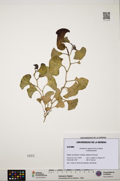 Aristolochia vaginans [Espécimen: ]