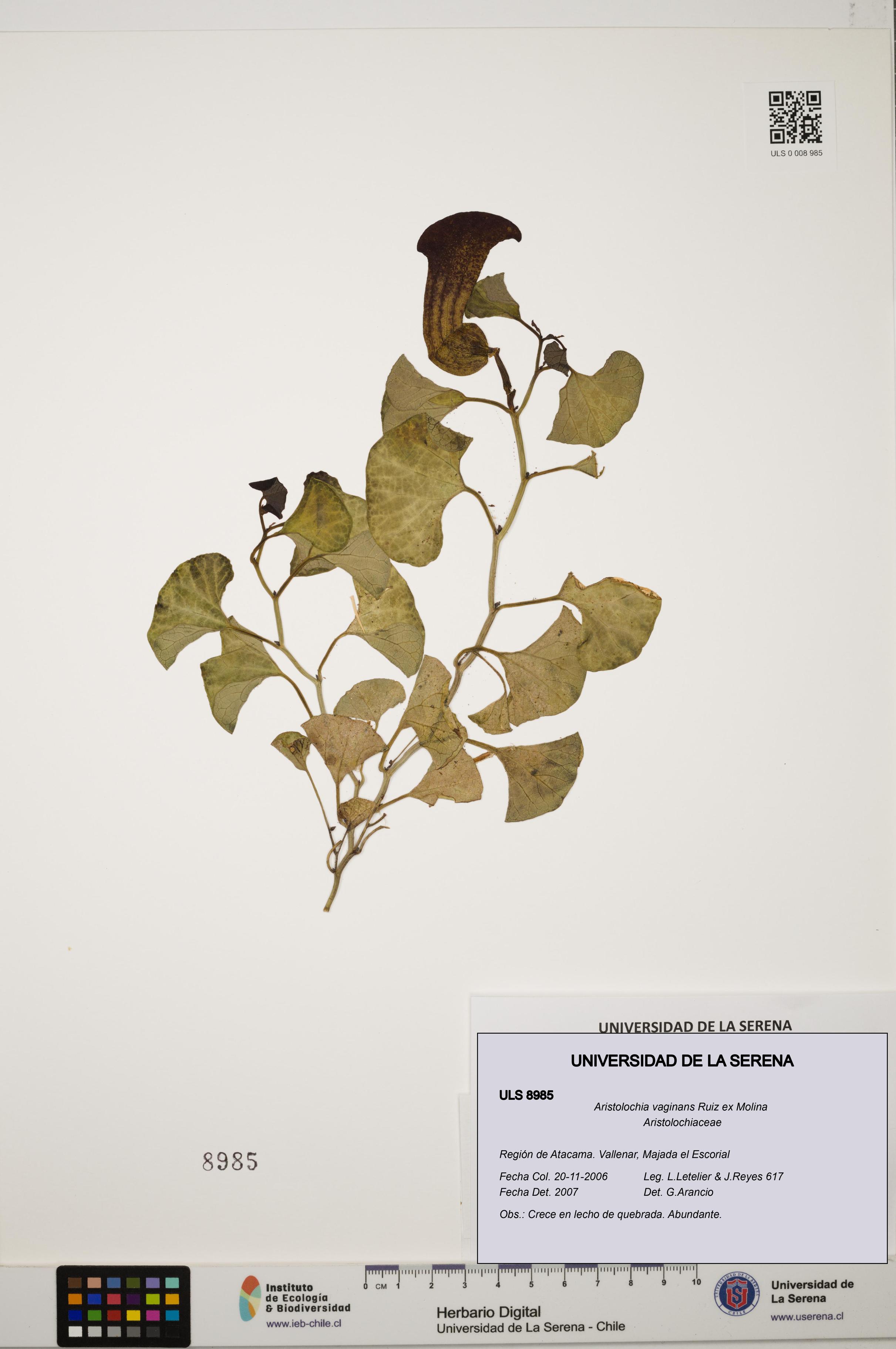 Aristolochia vaginans [Espécimen: ]