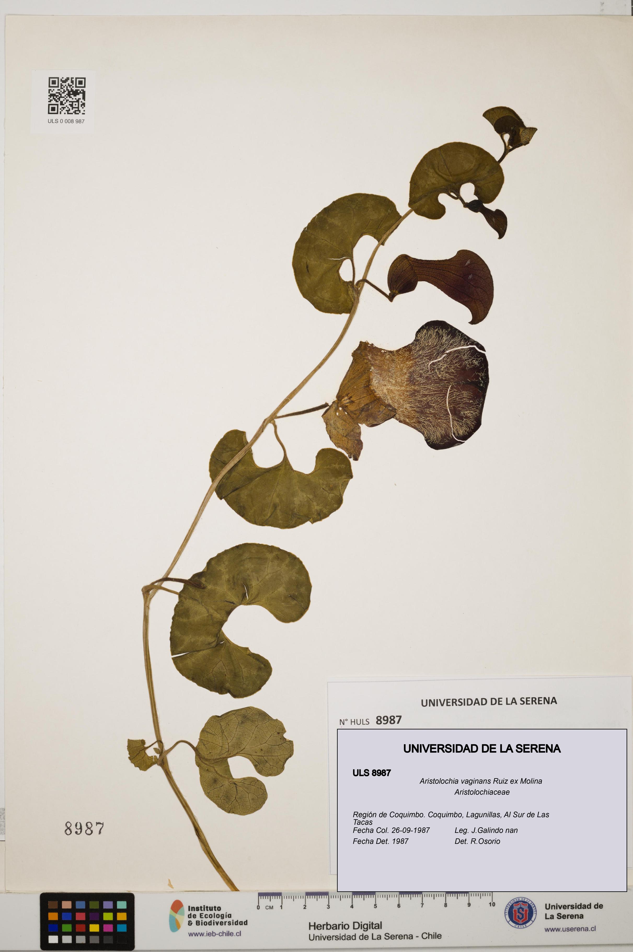 Aristolochia vaginans [Espécimen: ]
