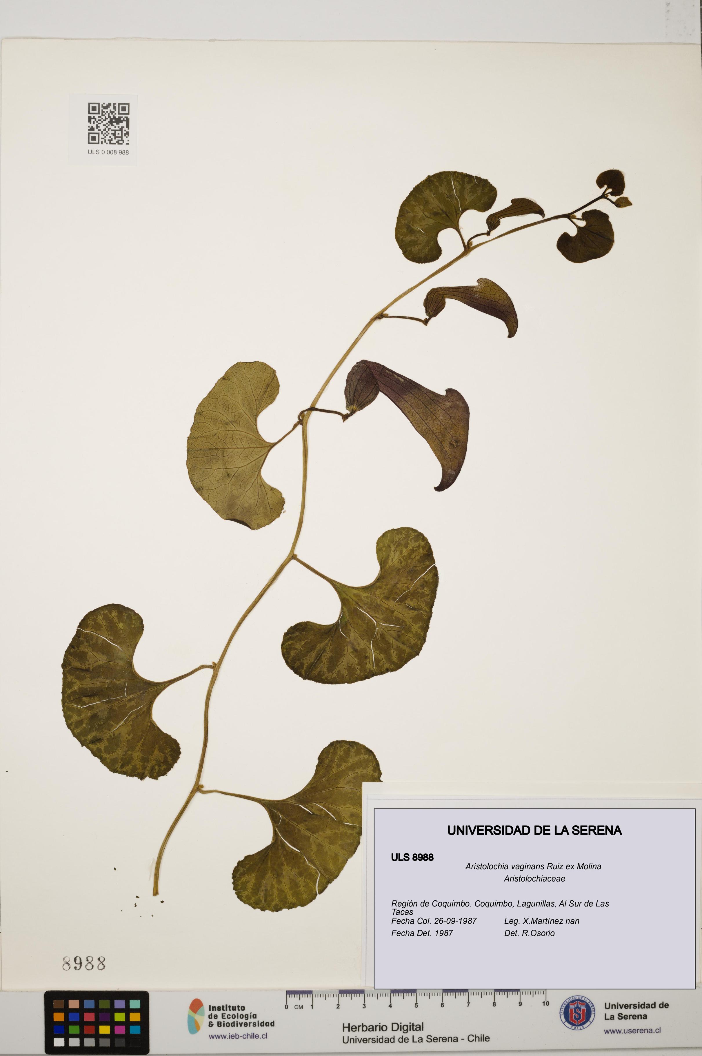 Aristolochia vaginans [Espécimen: ]
