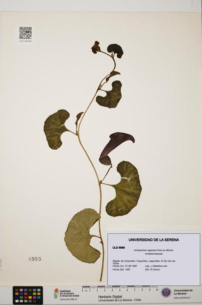 Aristolochia vaginans [Espécimen: ]