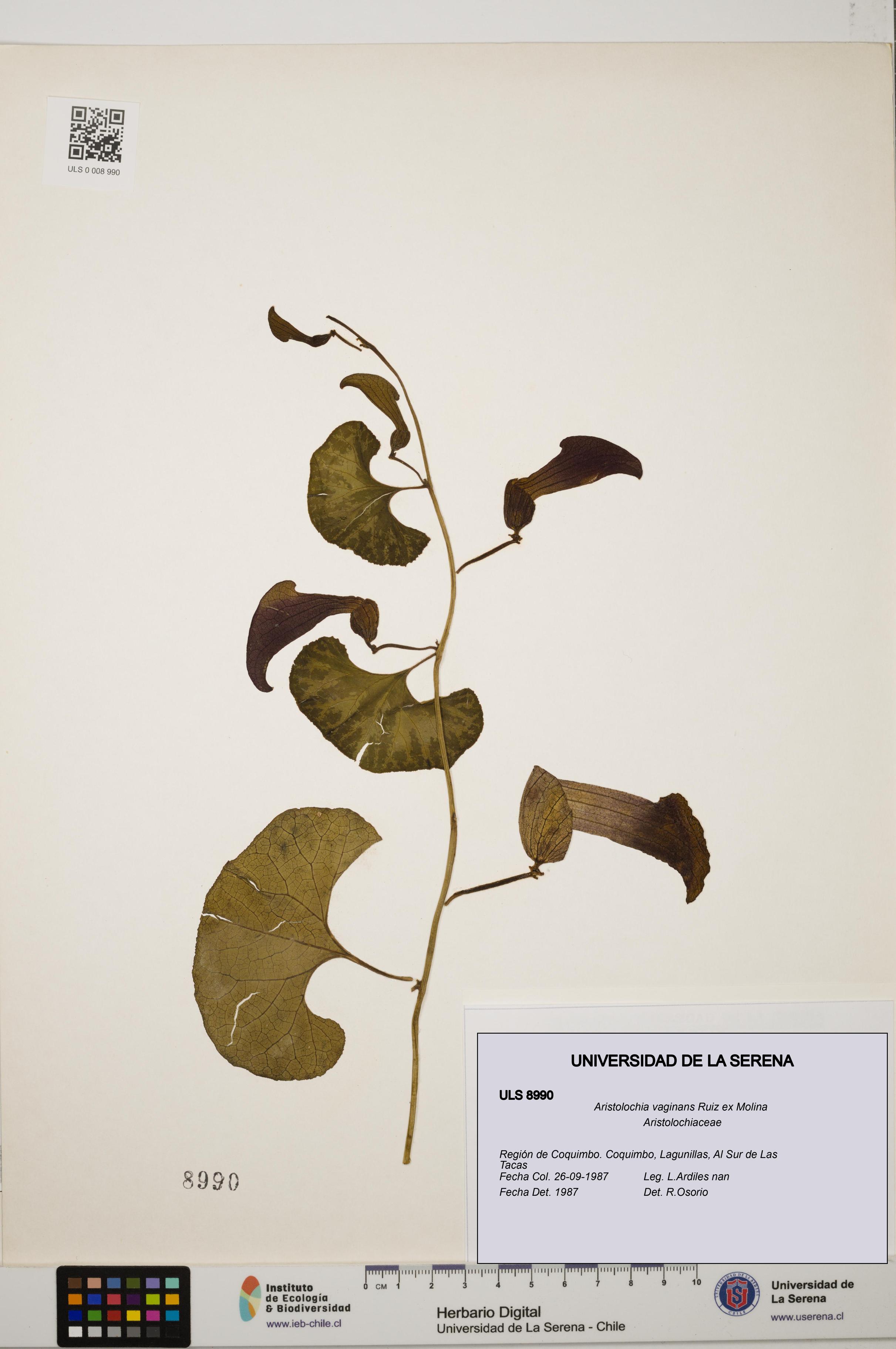 Aristolochia vaginans [Espécimen: ]